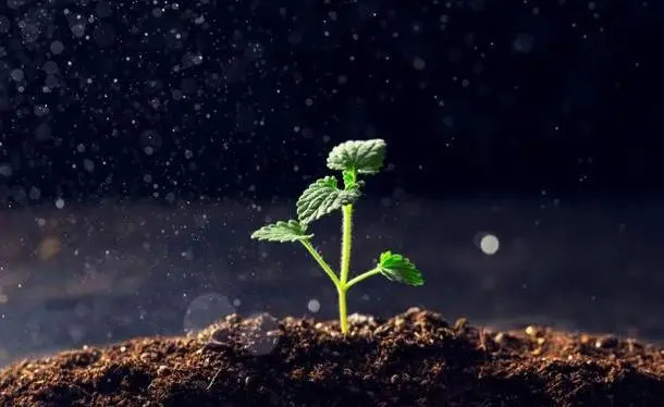 Take root downward and grow upward